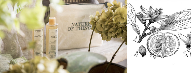 organic shampoo - organic body wash - natural shampoo - natural hair product - natural body wash - cosmos organic certification